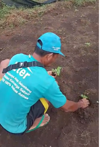 Farmer Planting Chili