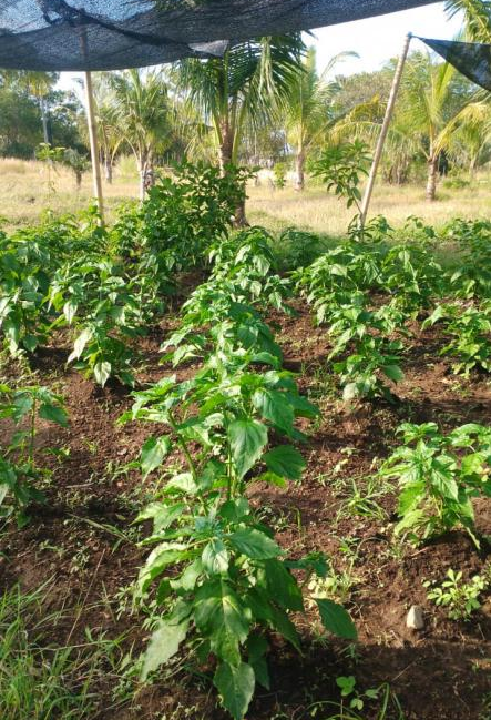 Growing Chili Plants