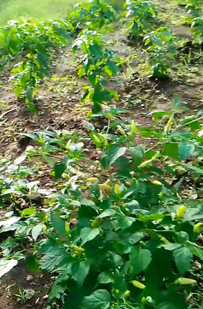 Fruiting Chili Plants